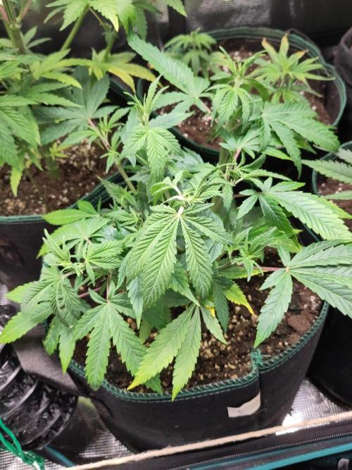 White Widow Cutling #1. Week 4