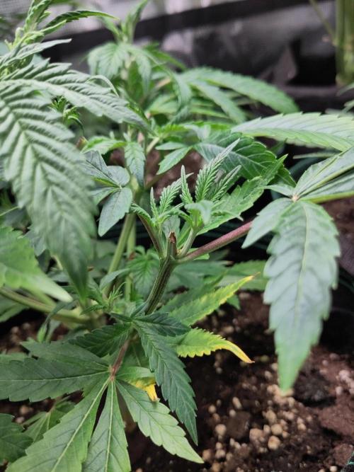 White Widow Cutling #1. Week 4