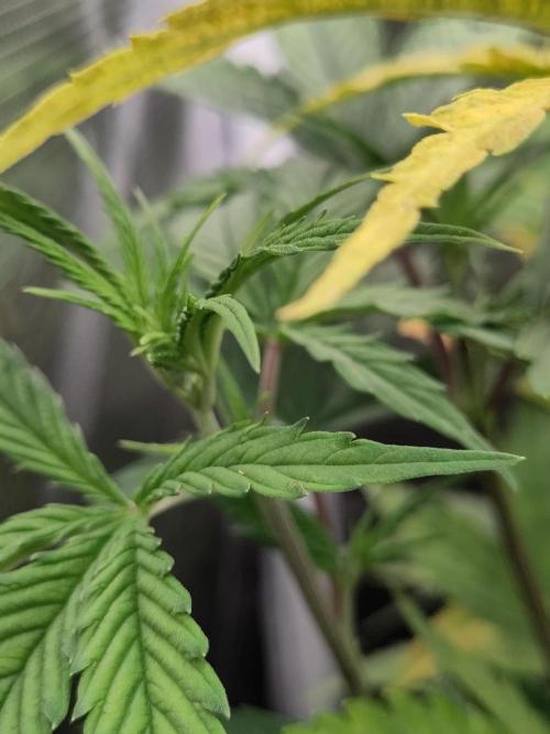 Big Bud cutlings. Week 4