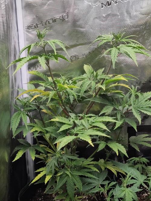 Big Bud cutlings. Week 4