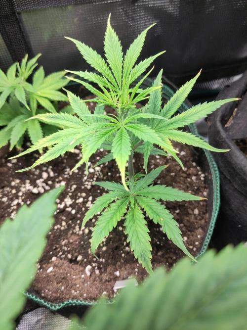 White Label – White Widow Cutling #2. Week 2