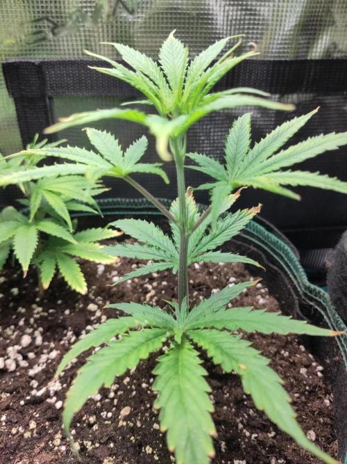 White Label – White Widow Cutling #2. Week 2