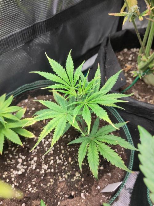 White Label – White Widow Cutling #2. Week 2
