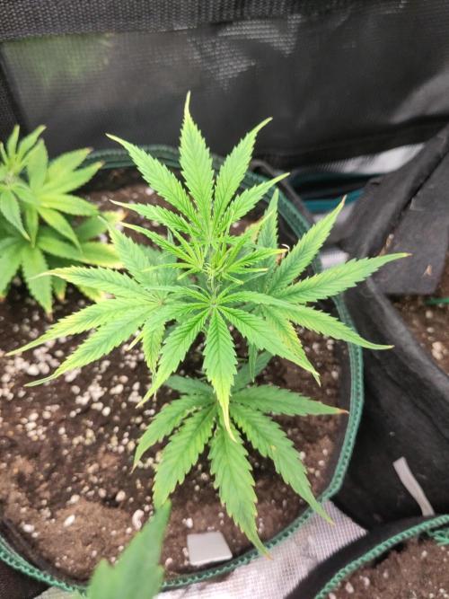 White Label – White Widow Cutling #2. Week 2