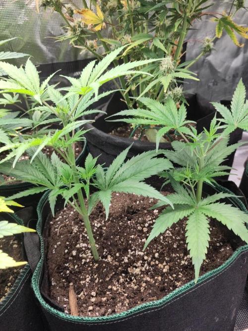 Sensi Seeds - Big Bud Cutlings #2 #3 #4. Week 2