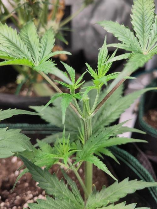 Sensi Seeds - Big Bud Cutlings #2 #3 #4. Week 2