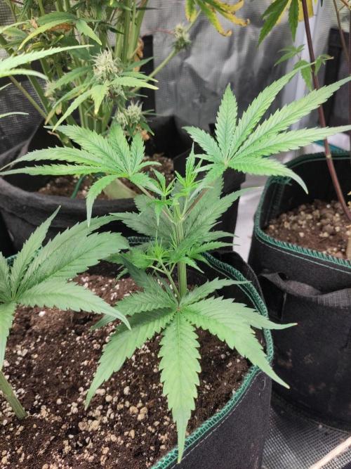 Sensi Seeds - Big Bud Cutlings #2 #3 #4. Week 2