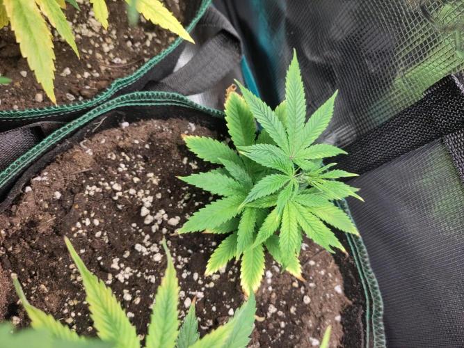 Sensi Seeds - Big Bud Cutlings #2 #3 #4. Week 2