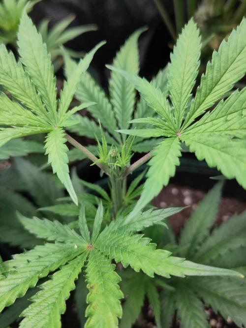 Sensi Seeds - Big Bud Cutlings #2 #3 #4. Week 2