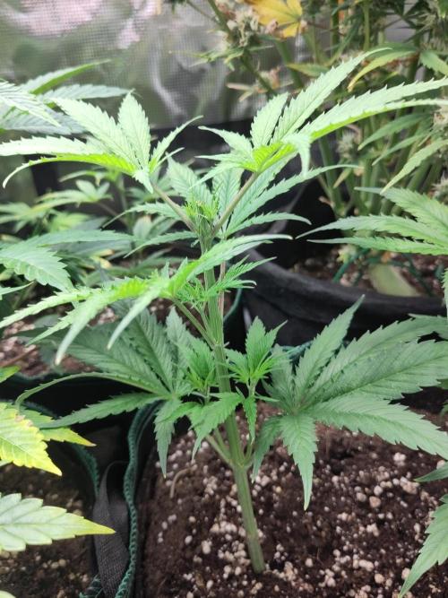 Sensi Seeds - Big Bud Cutlings #2 #3 #4. Week 2