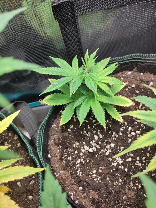 Sensi Seeds - Big Bud Cutlings #2 #3 #4. Week 2