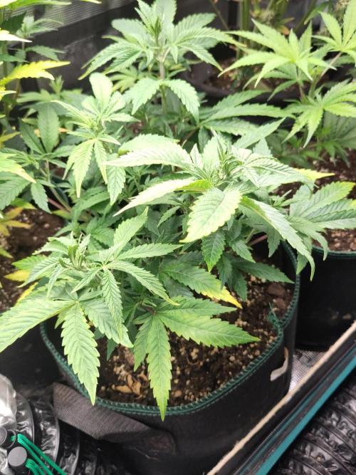 White Widow Cutling #1. Week 5