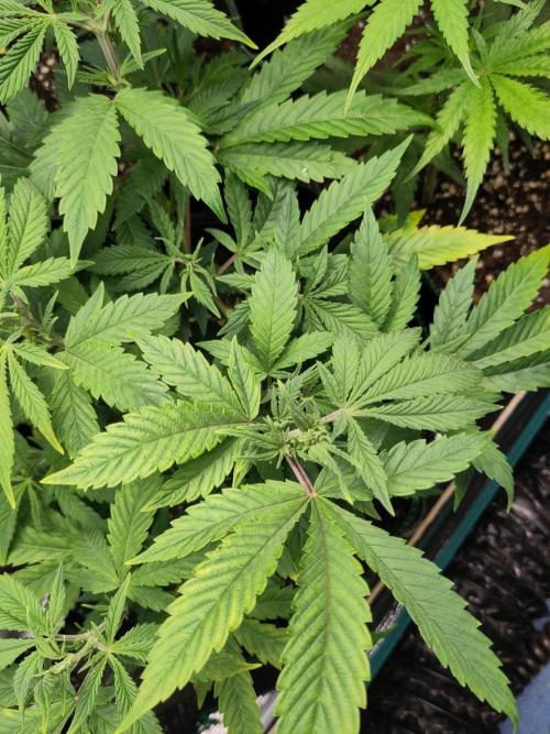 White Widow Cutling #1. Week 5