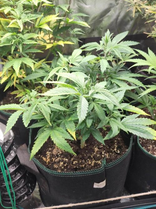 White Widow Cutling #1. Week 5