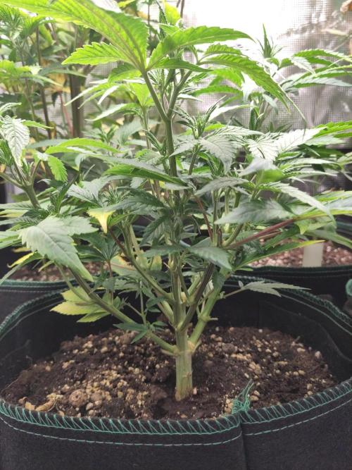 White Widow Cutling #1. Week 5