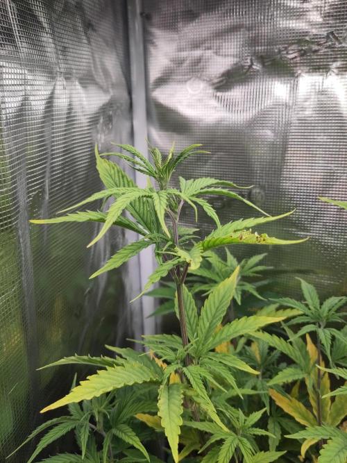 Big Bud cutlings. Week 5