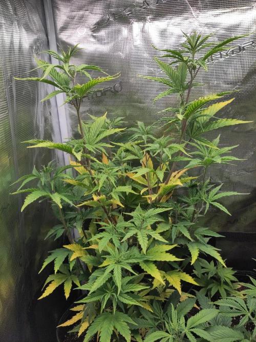 Big Bud cutlings. Week 5