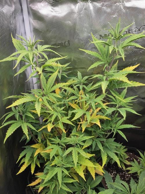 Big Bud cutlings. Week 5