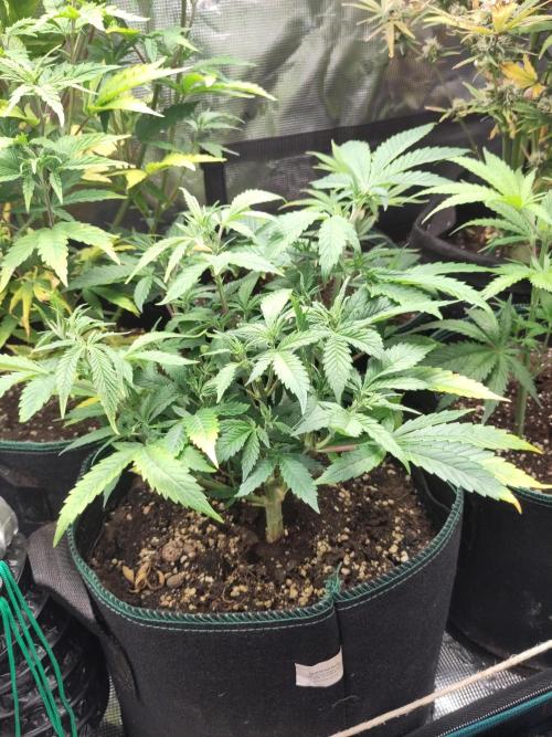 White Widow Cutling #1. Week 5