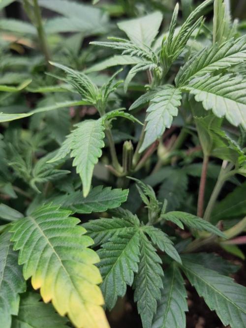 White Widow Cutling #1. Week 5