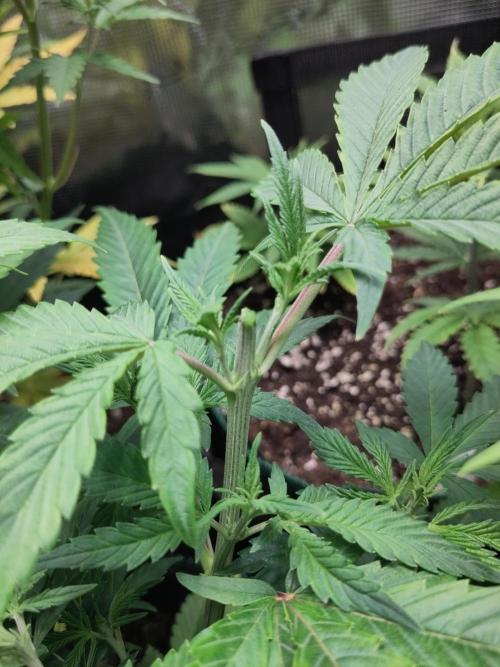 White Widow Cutling #1. Week 5