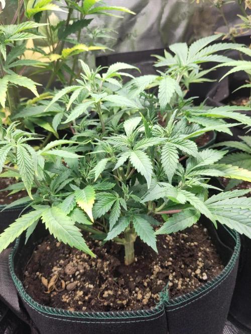 White Widow Cutling #1. Week 5