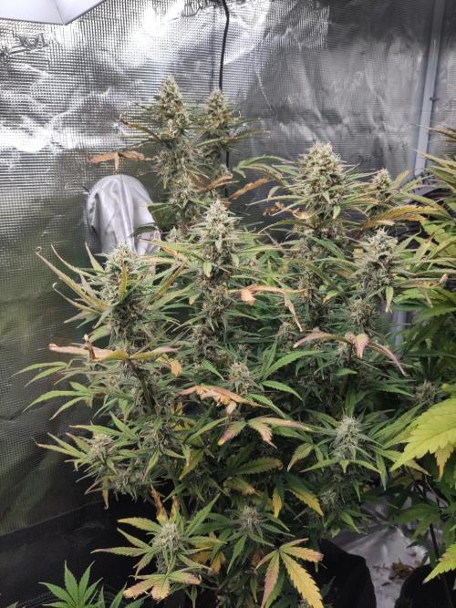 Fast Buds – Bubblegum Automatic. Week 9