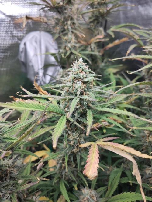 Fast Buds – Bubblegum Automatic. Week 9