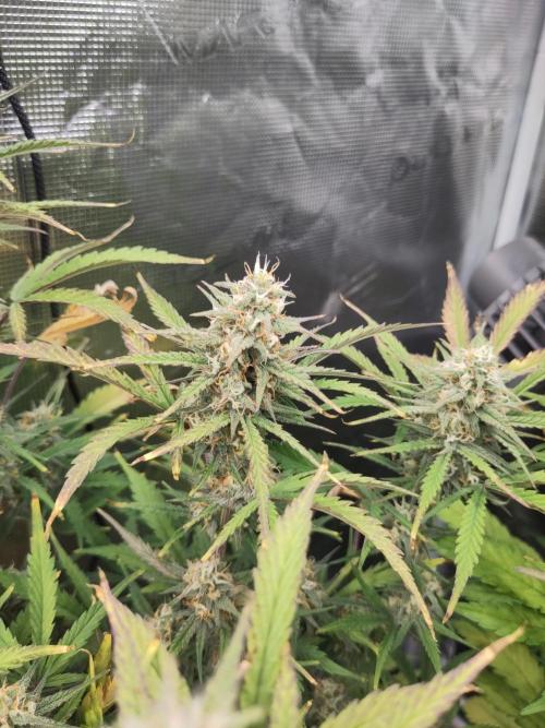 Fast Buds – Bubblegum Automatic. Week 9