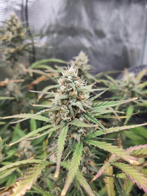 Fast Buds – Bubblegum Automatic. Week 9