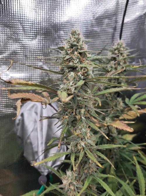 Fast Buds – Bubblegum Automatic. Week 9