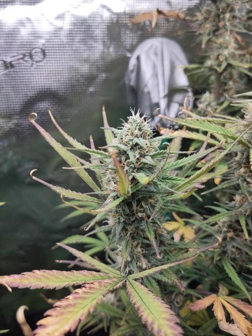 Fast Buds – Bubblegum Automatic. Week 9