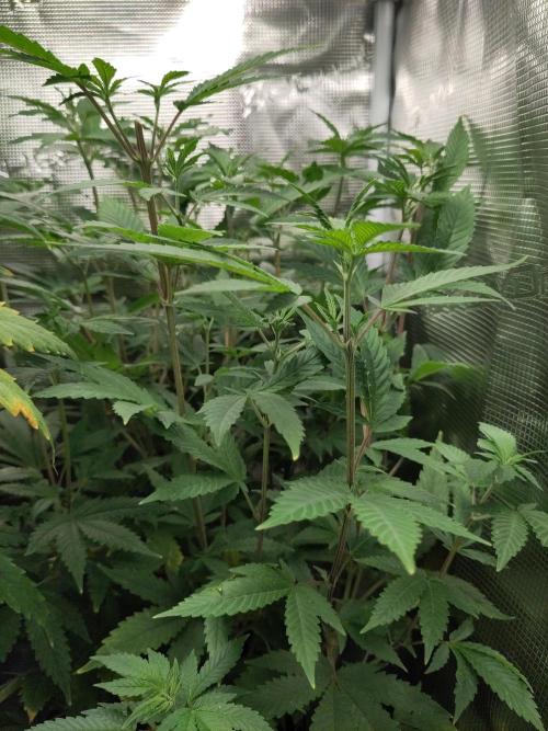 White Label – White Widow. Week 12