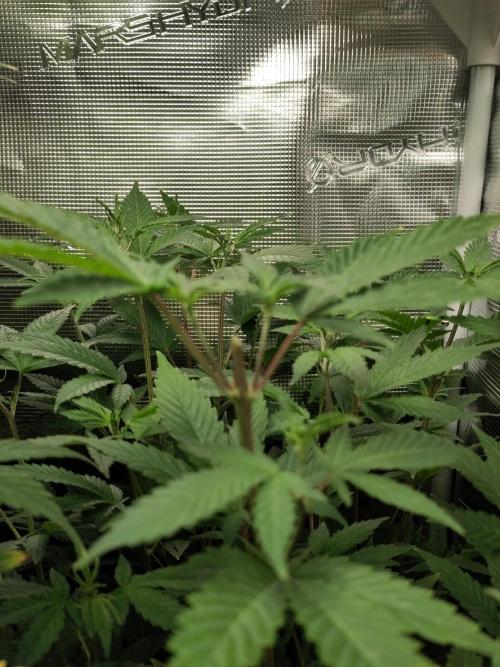 White Label – White Widow. Week 12