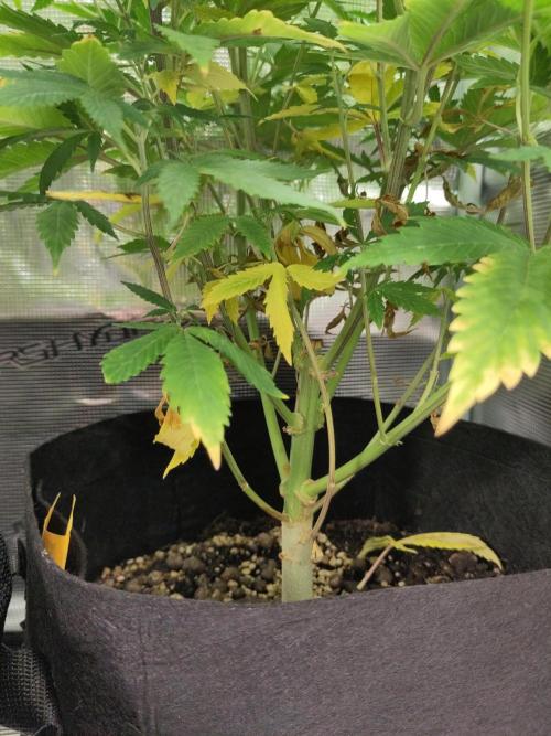 White Label – White Widow. Week 12