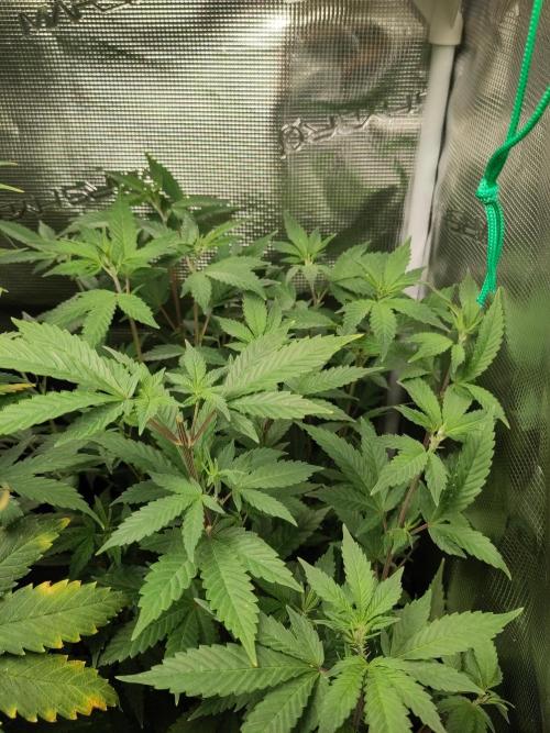 White Label – White Widow. Week 12