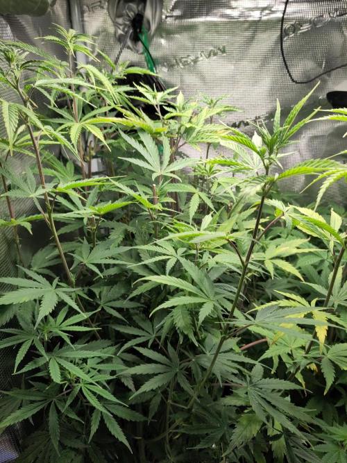 Sensi Seeds – Big Bud. Week 12