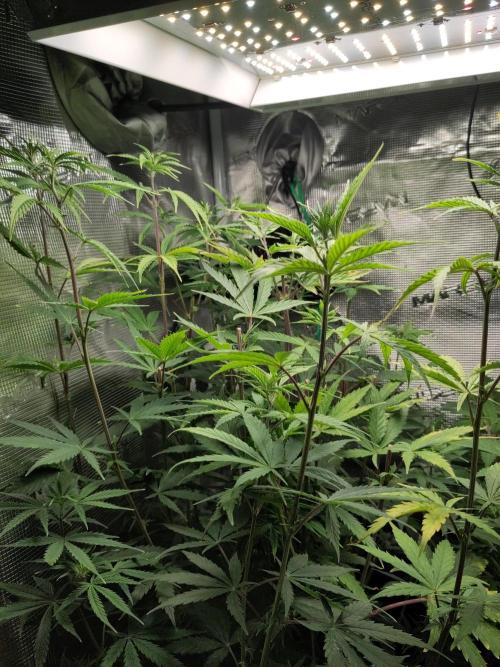 Sensi Seeds – Big Bud. Week 12