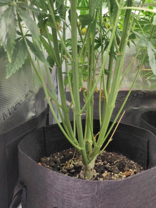 Sensi Seeds – Big Bud. Week 12