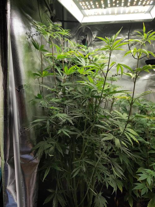 Sensi Seeds – Big Bud. Week 12