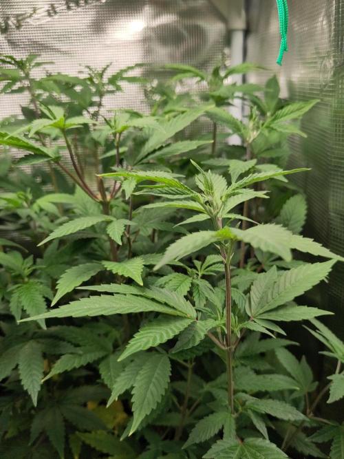 White Label – White Widow. Week 13