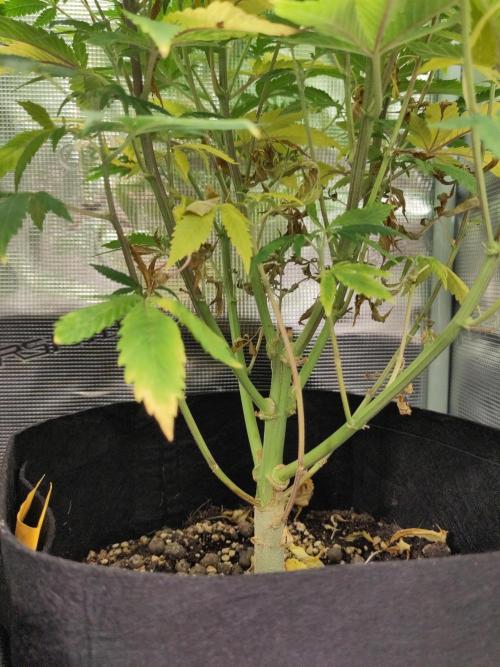 White Label – White Widow. Week 13