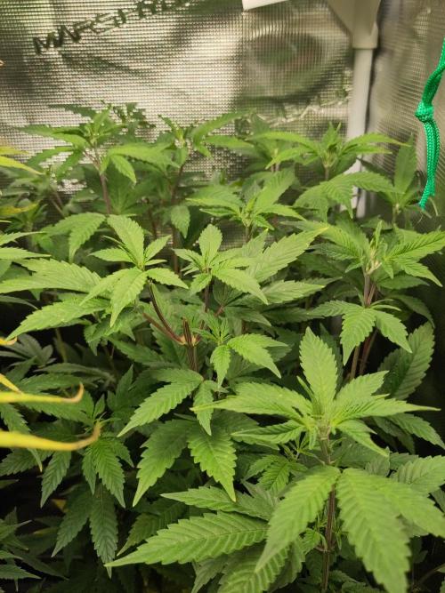 White Label – White Widow. Week 13