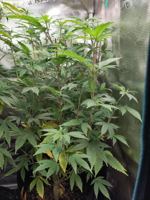 White Label – White Widow. Week 13