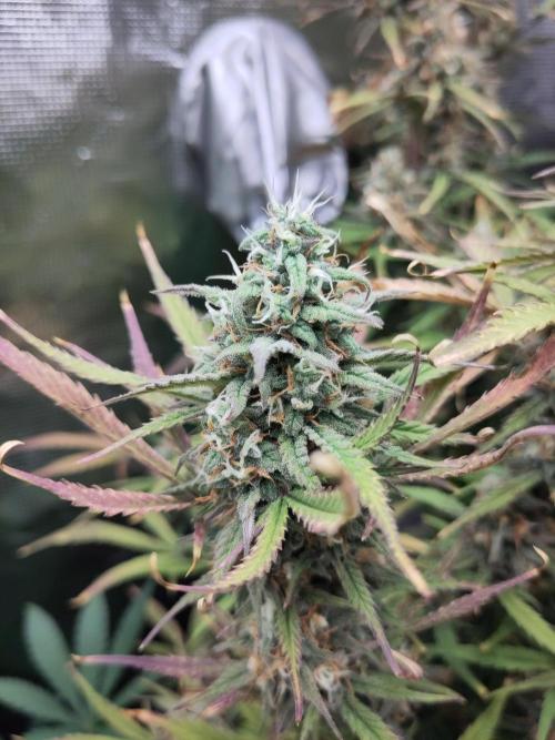 Fast Buds – Bubblegum Automatic. Week 10