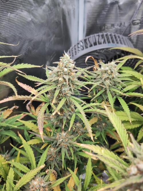 Fast Buds – Bubblegum Automatic. Week 10