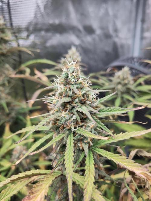 Fast Buds – Bubblegum Automatic. Week 10