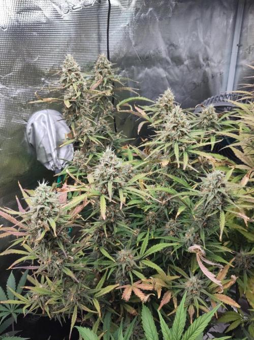 Fast Buds – Bubblegum Automatic. Week 10