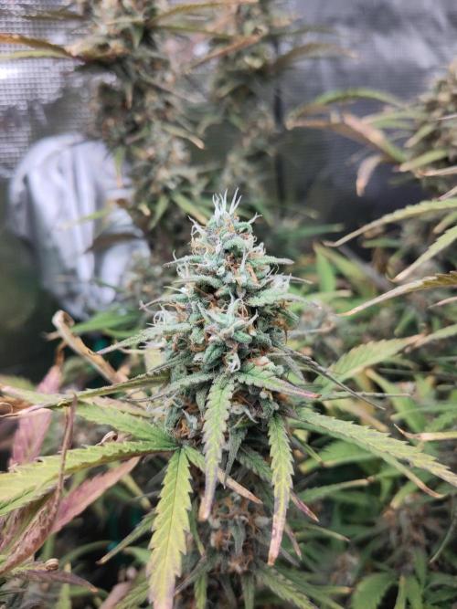 Fast Buds – Bubblegum Automatic. Week 10