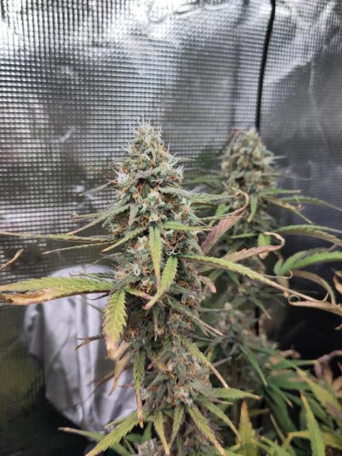 Fast Buds – Bubblegum Automatic. Week 10